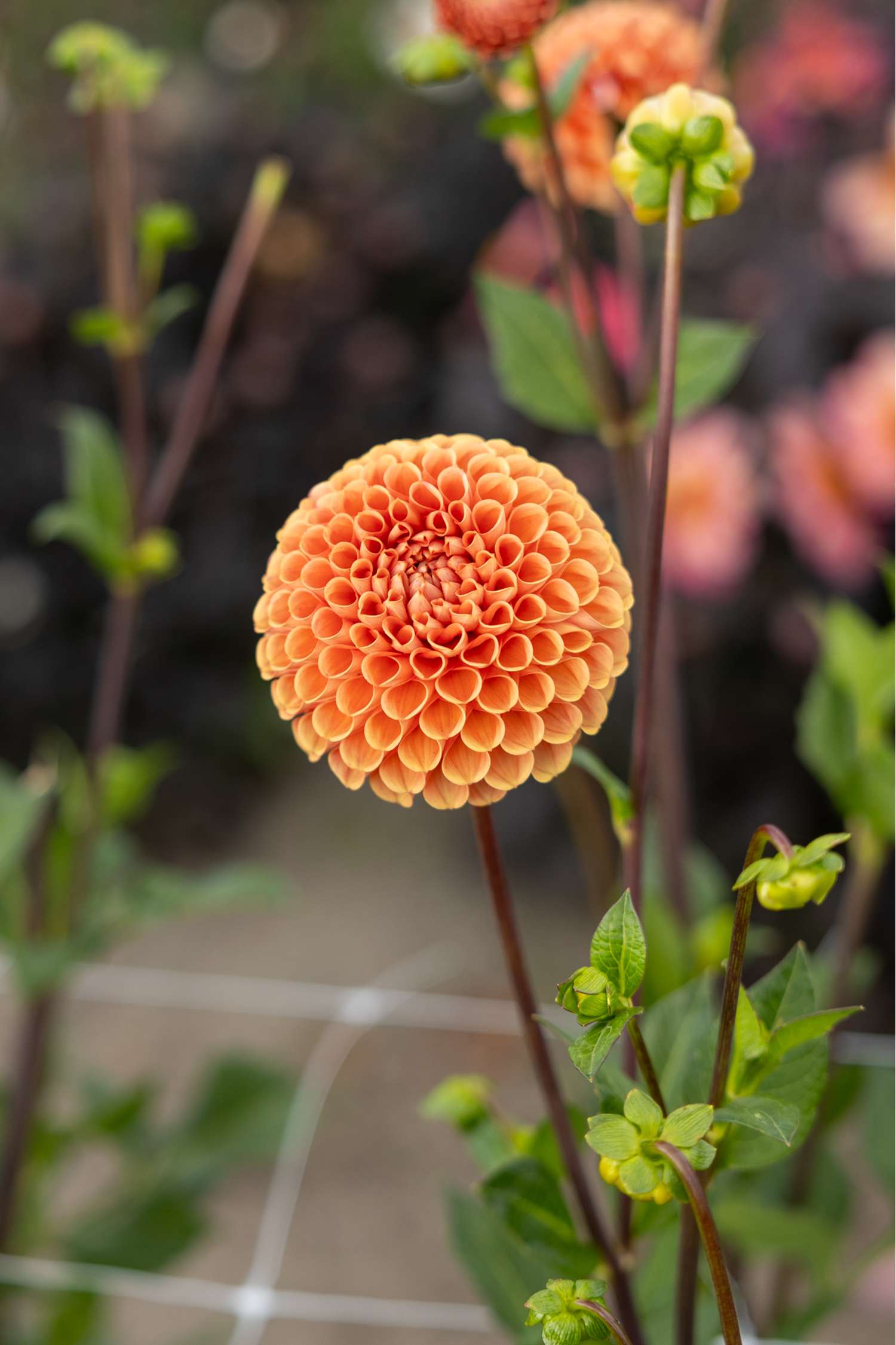Dahlia 'Cornel Brons'